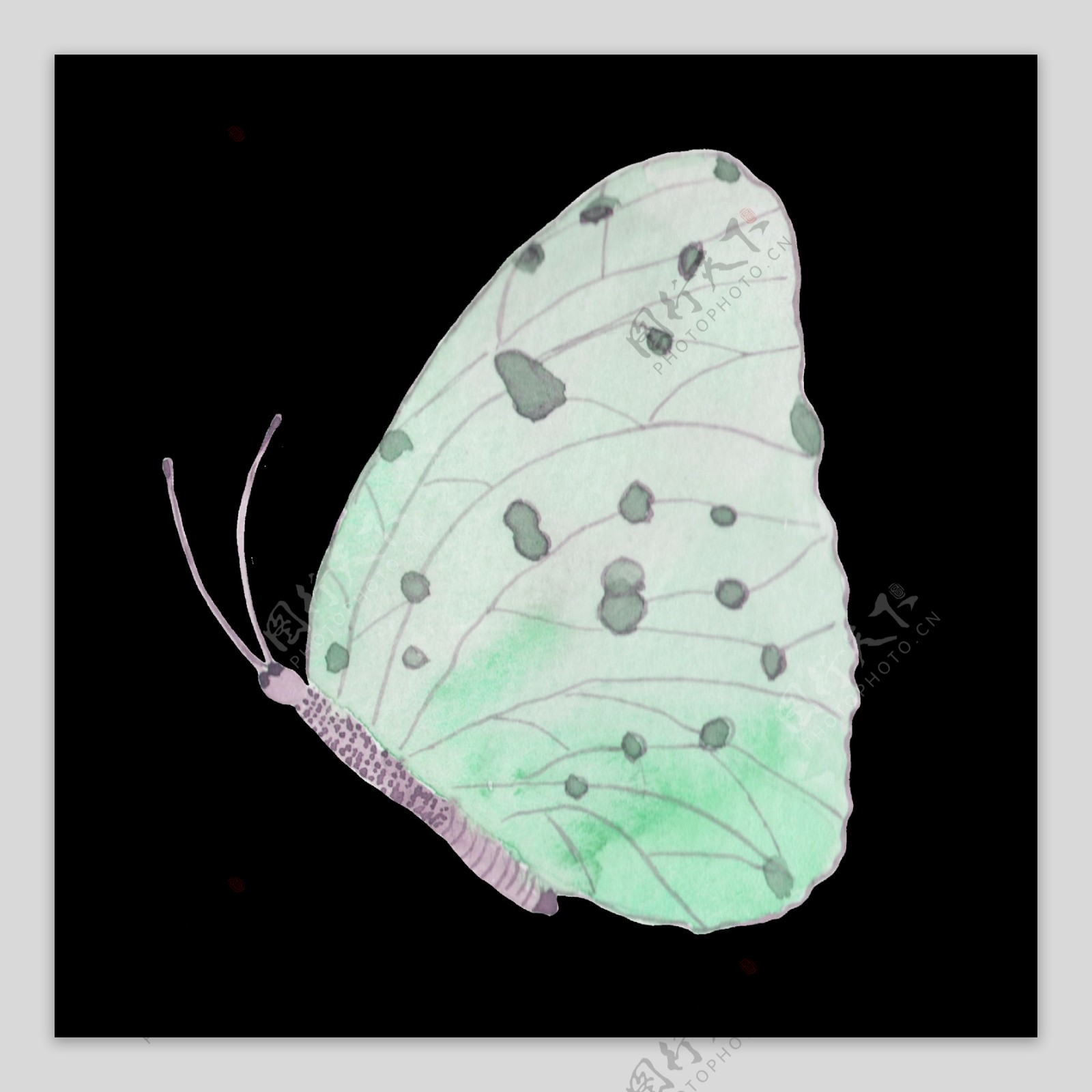 蝴蝶透明装饰图案
