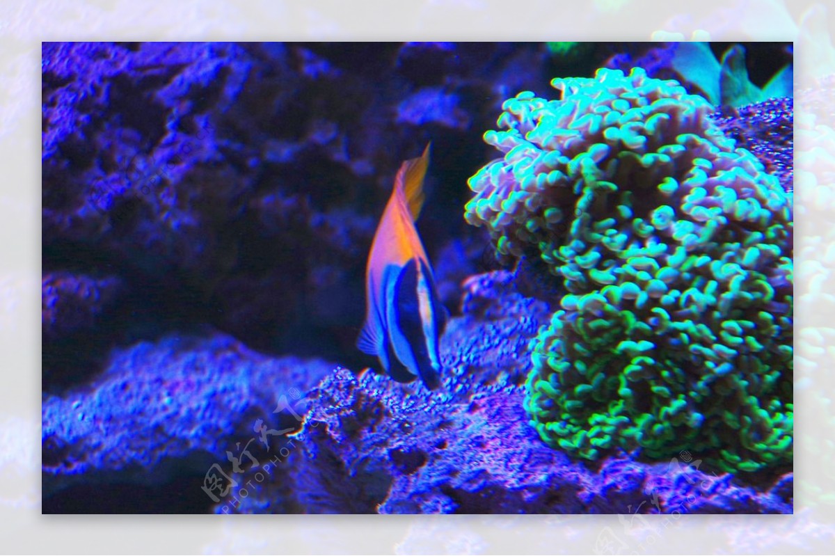 珊瑚礁景观鱼