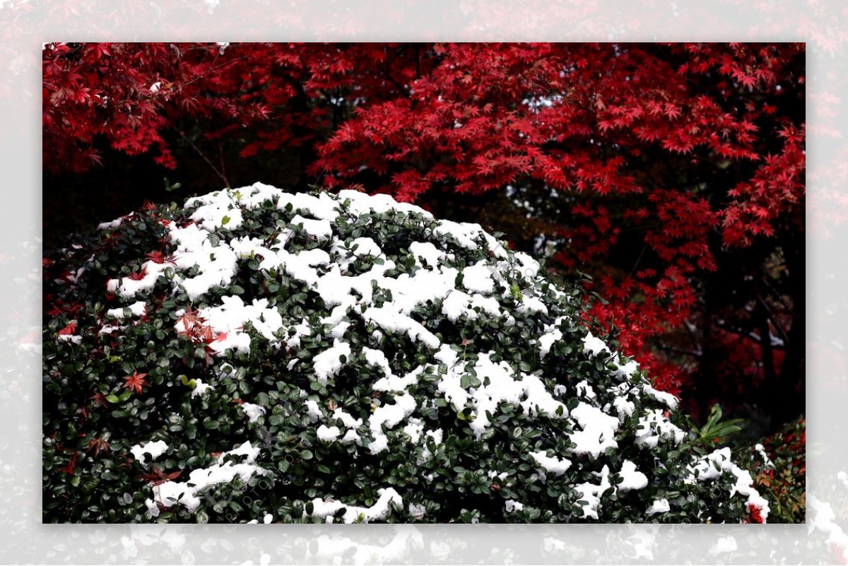 白雪与红叶