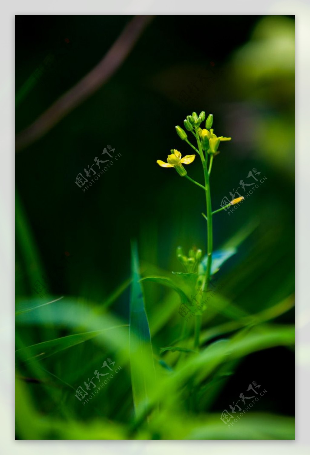 油菜花