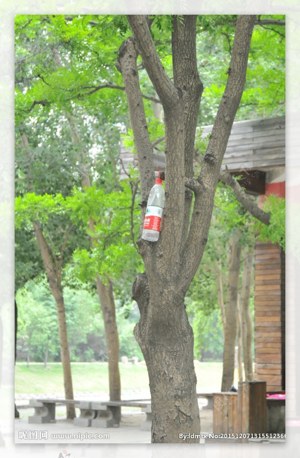 树木打吊瓶