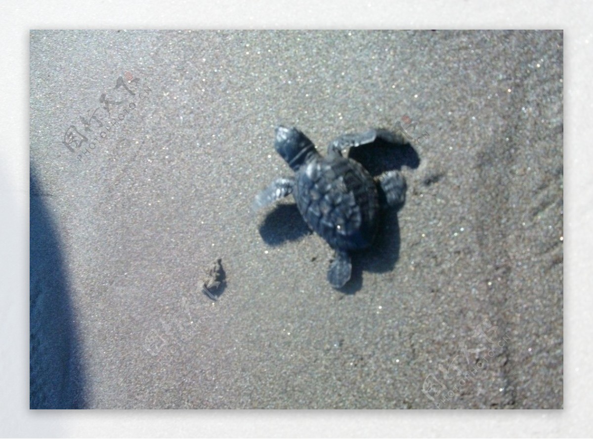 印尼巴厘岛海边小乌龟