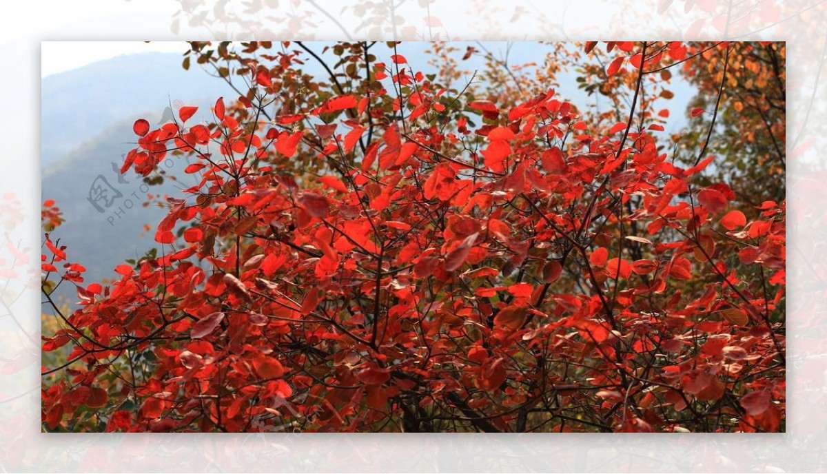 坡峰岭秋天赏红叶