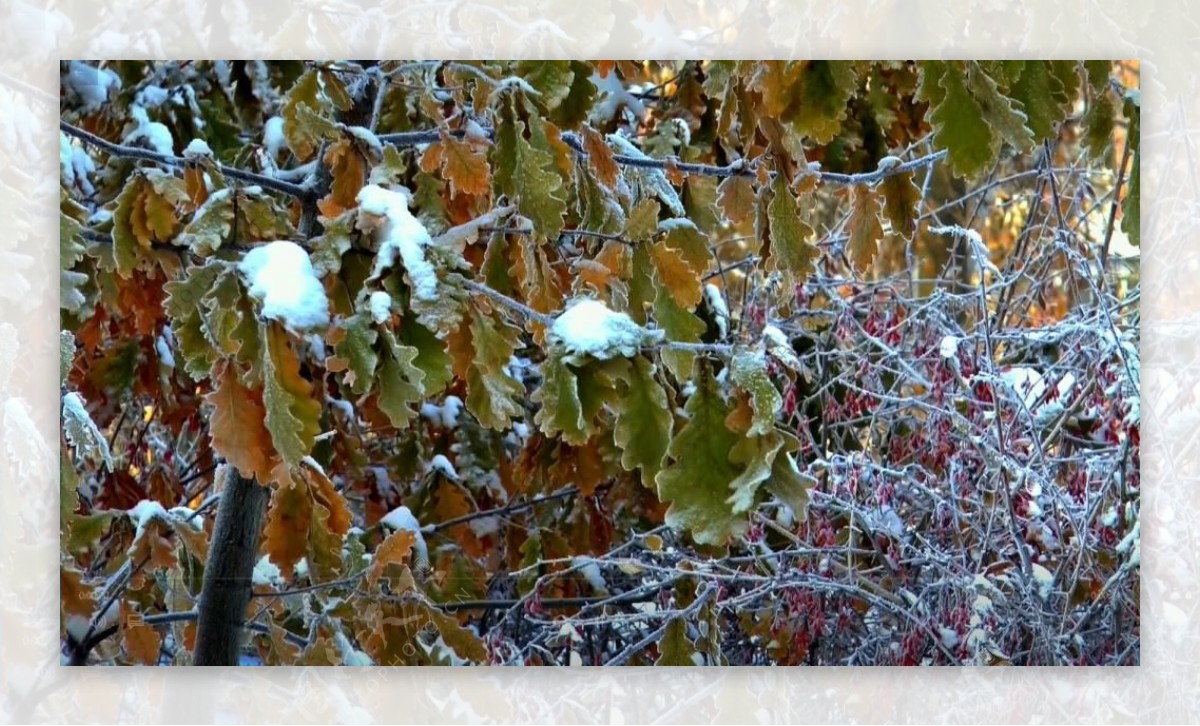 实拍落满白雪的植物视频素材