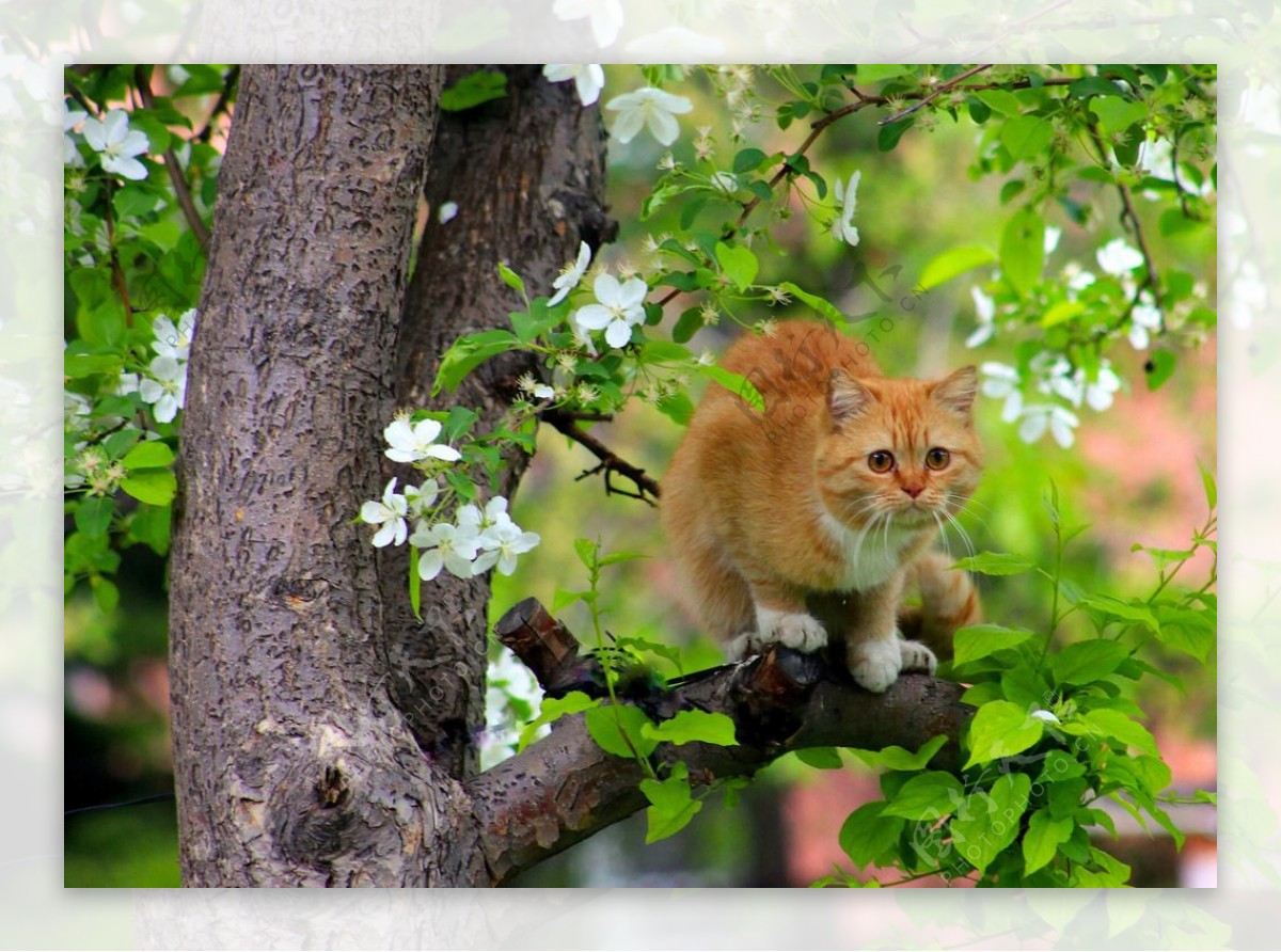 梨树上的猫
