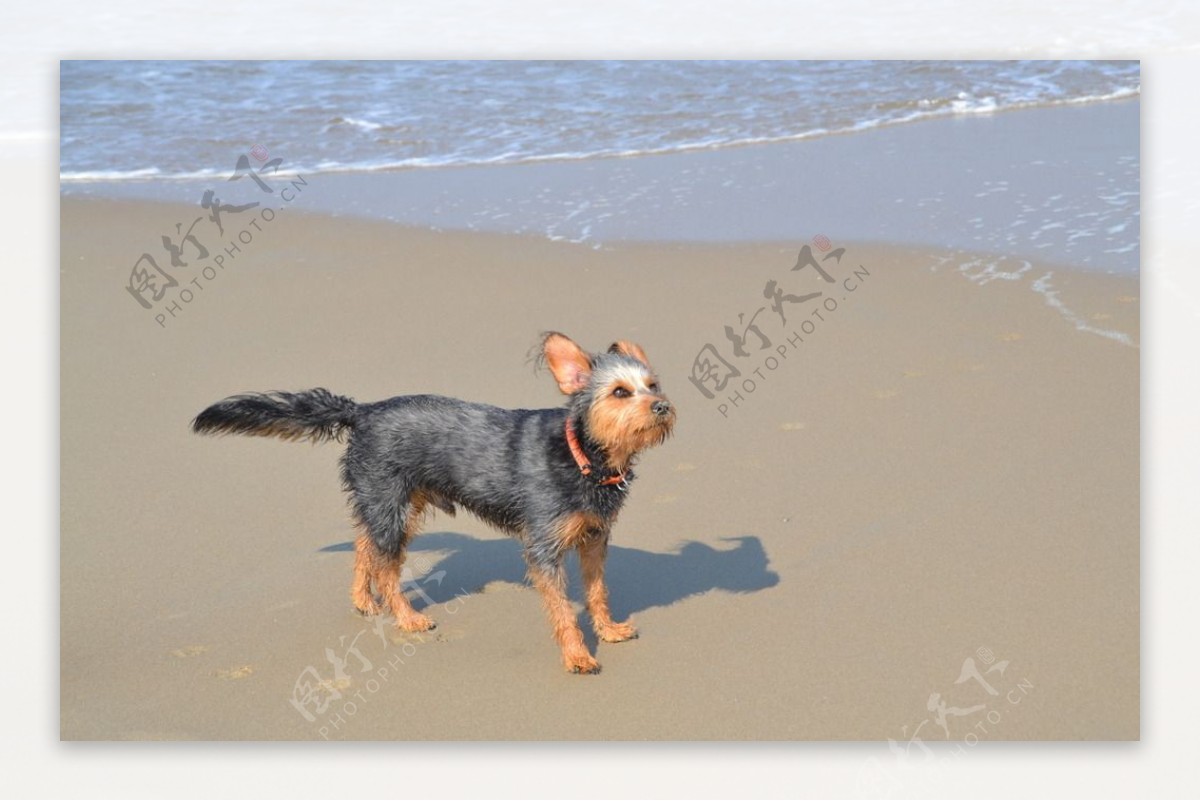 沙滩狗狗