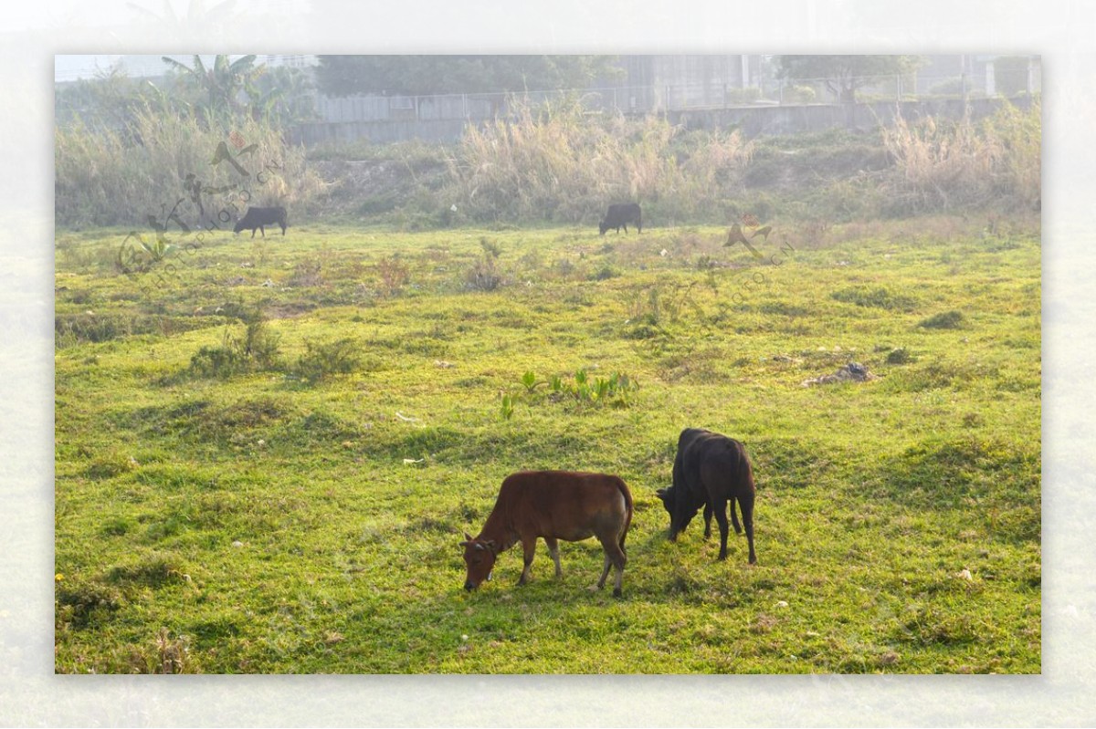 草地上两头牛