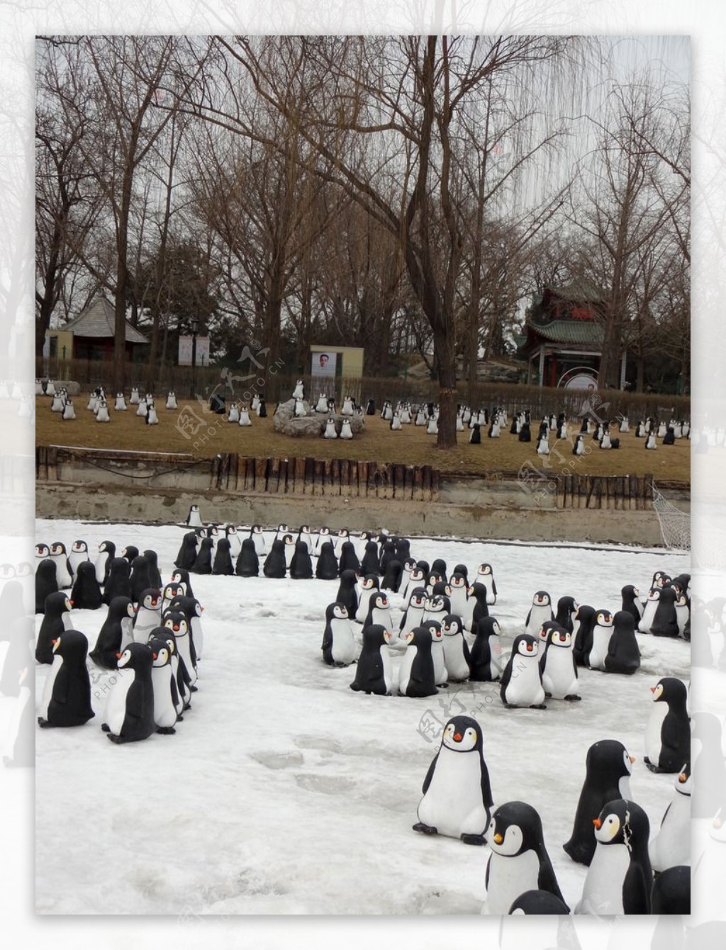 雪地上的企鹅群