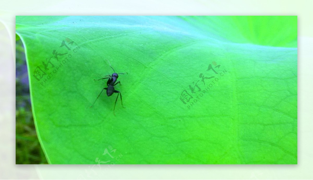 蚂蚁荷叶荷花动物
