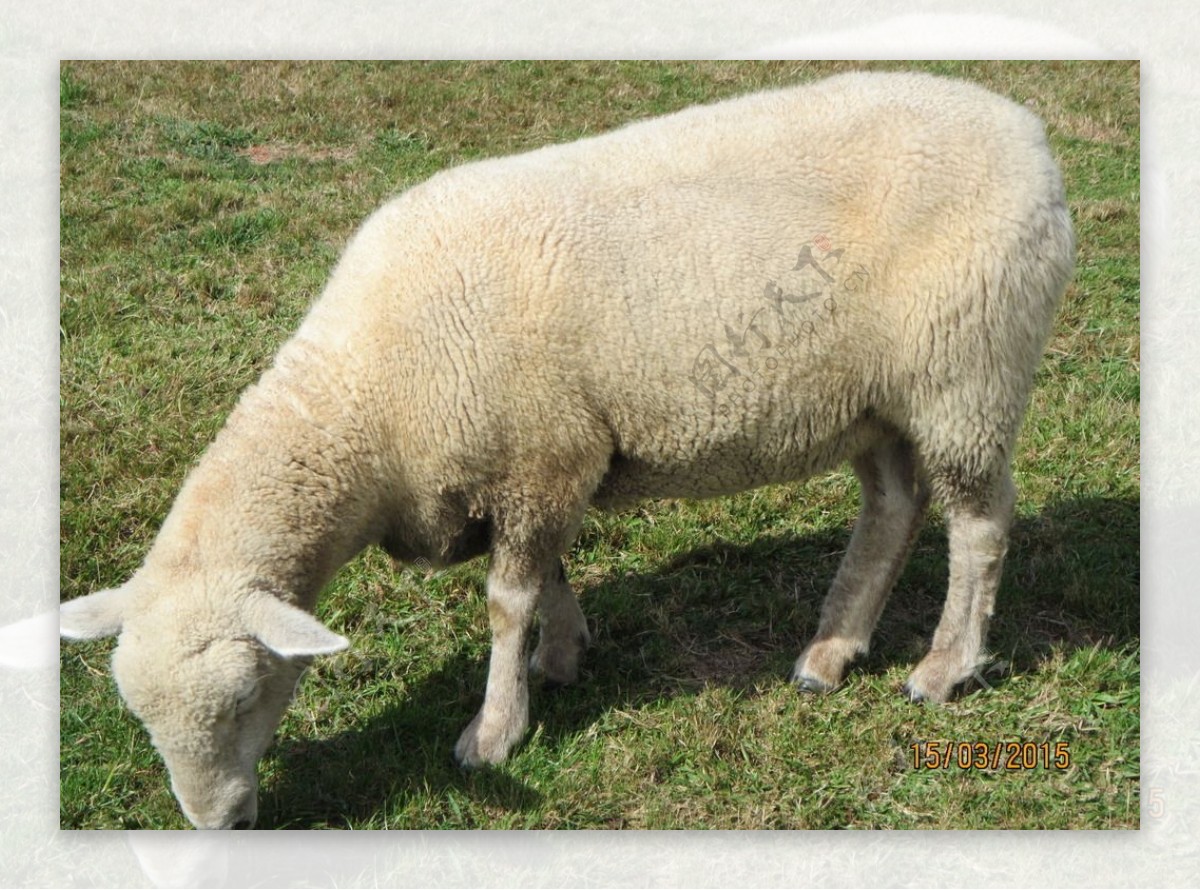 澳洲绵羊澳洲羊白羊