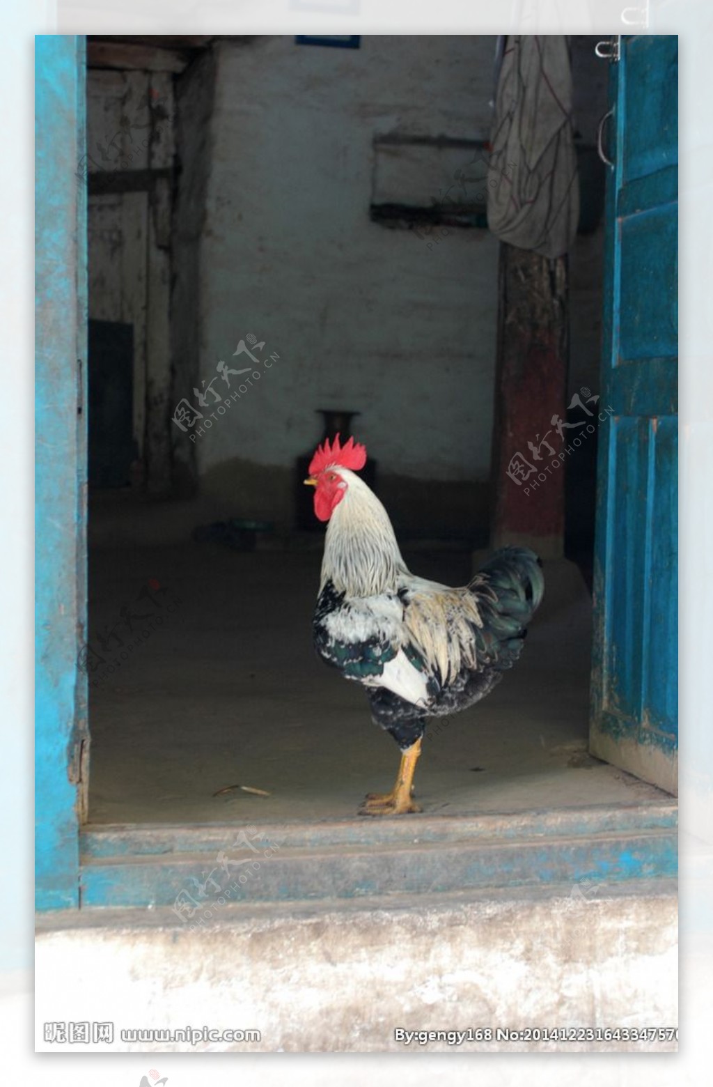 尼泊尔农家公鸡