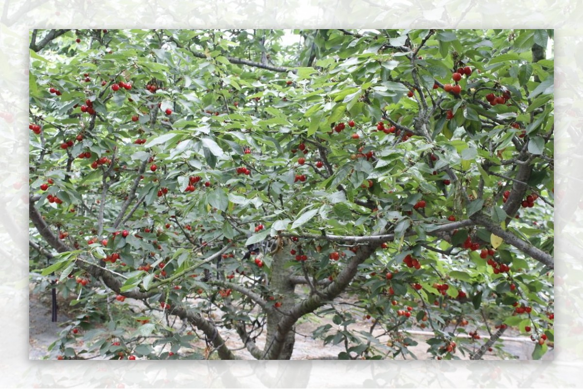 陕西铜川樱桃红了，生态樱桃园开园，迎来众多采摘客|神龙|樱桃园|樱桃红_新浪新闻