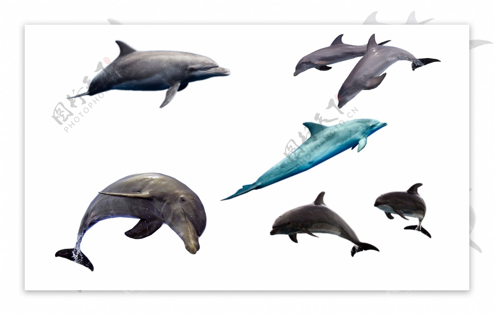 清凉海洋写实海豚跳跃素材合集