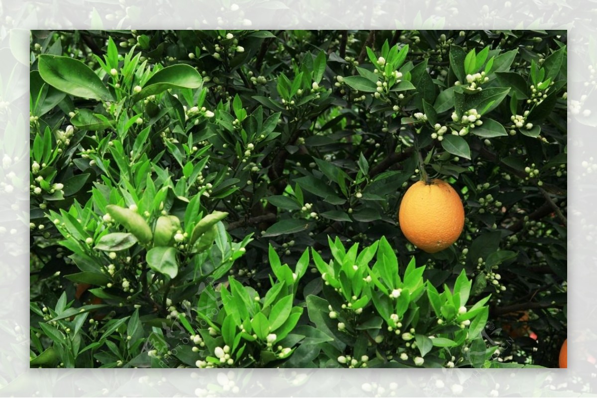 橙子广柑
