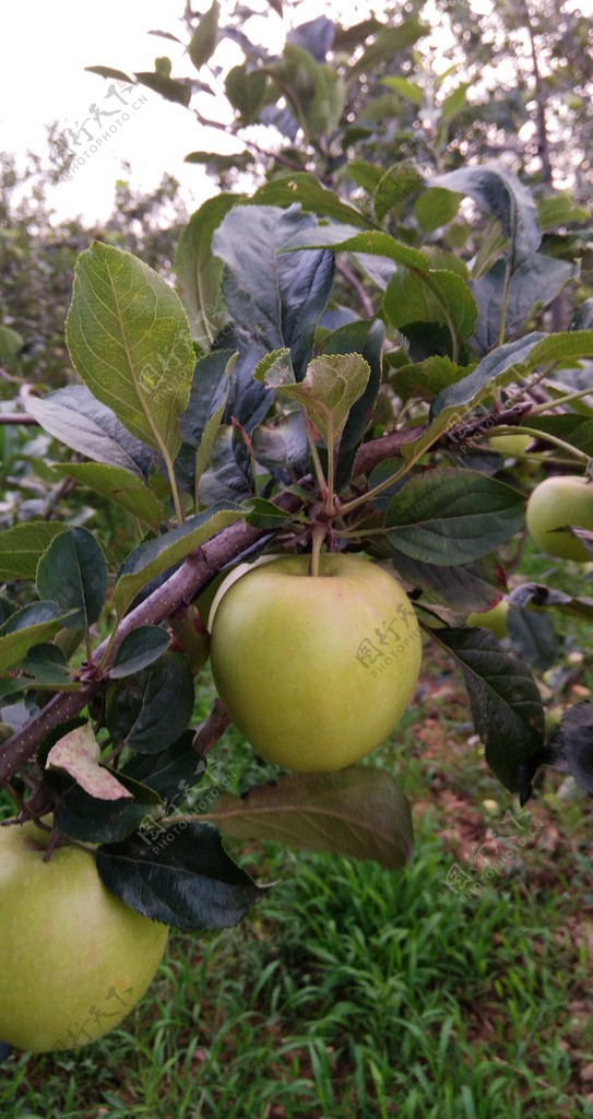 苹果树苹果
