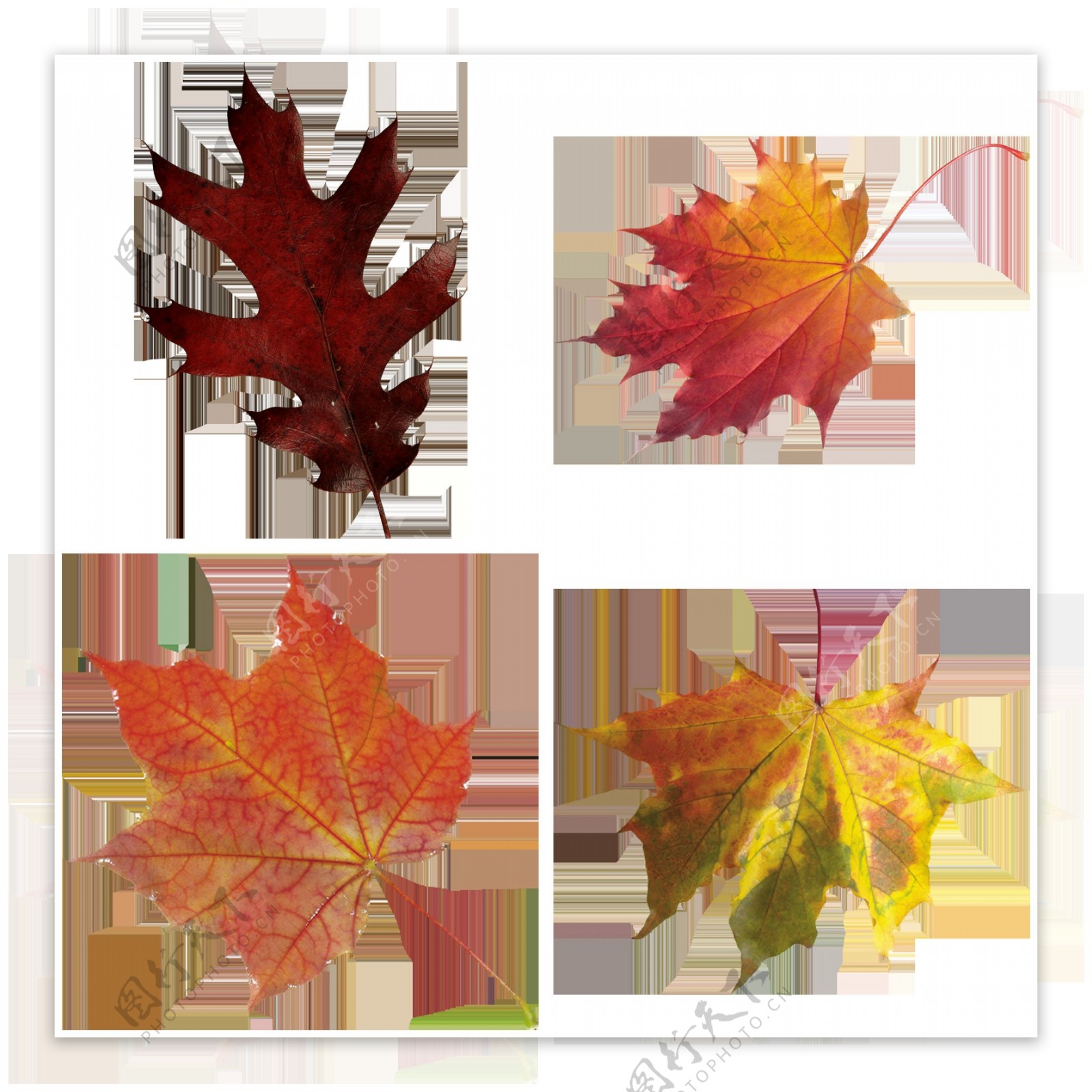 四片秋天树叶免抠png透明图层素材