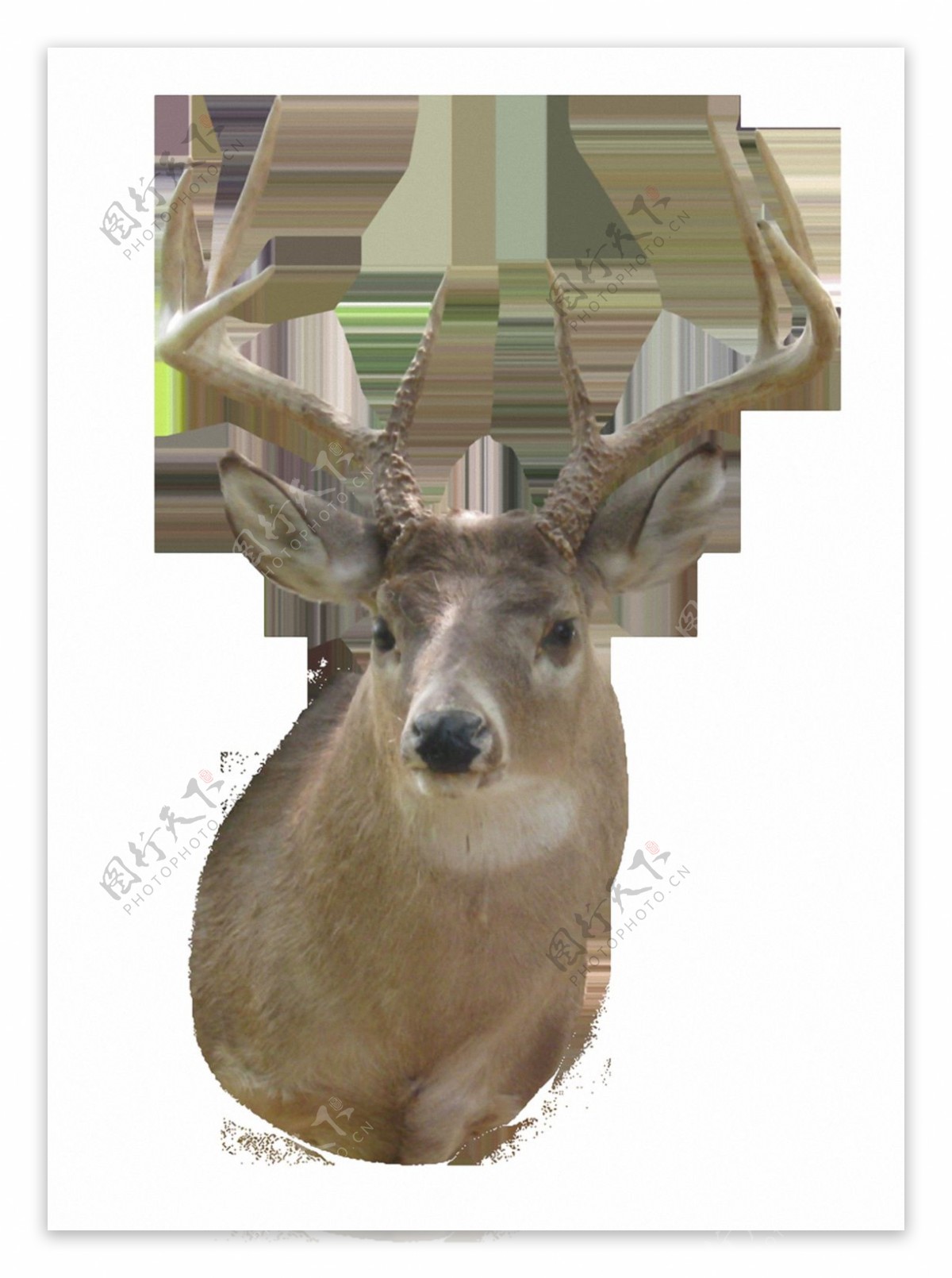 棕色长角鹿免抠png透明素材