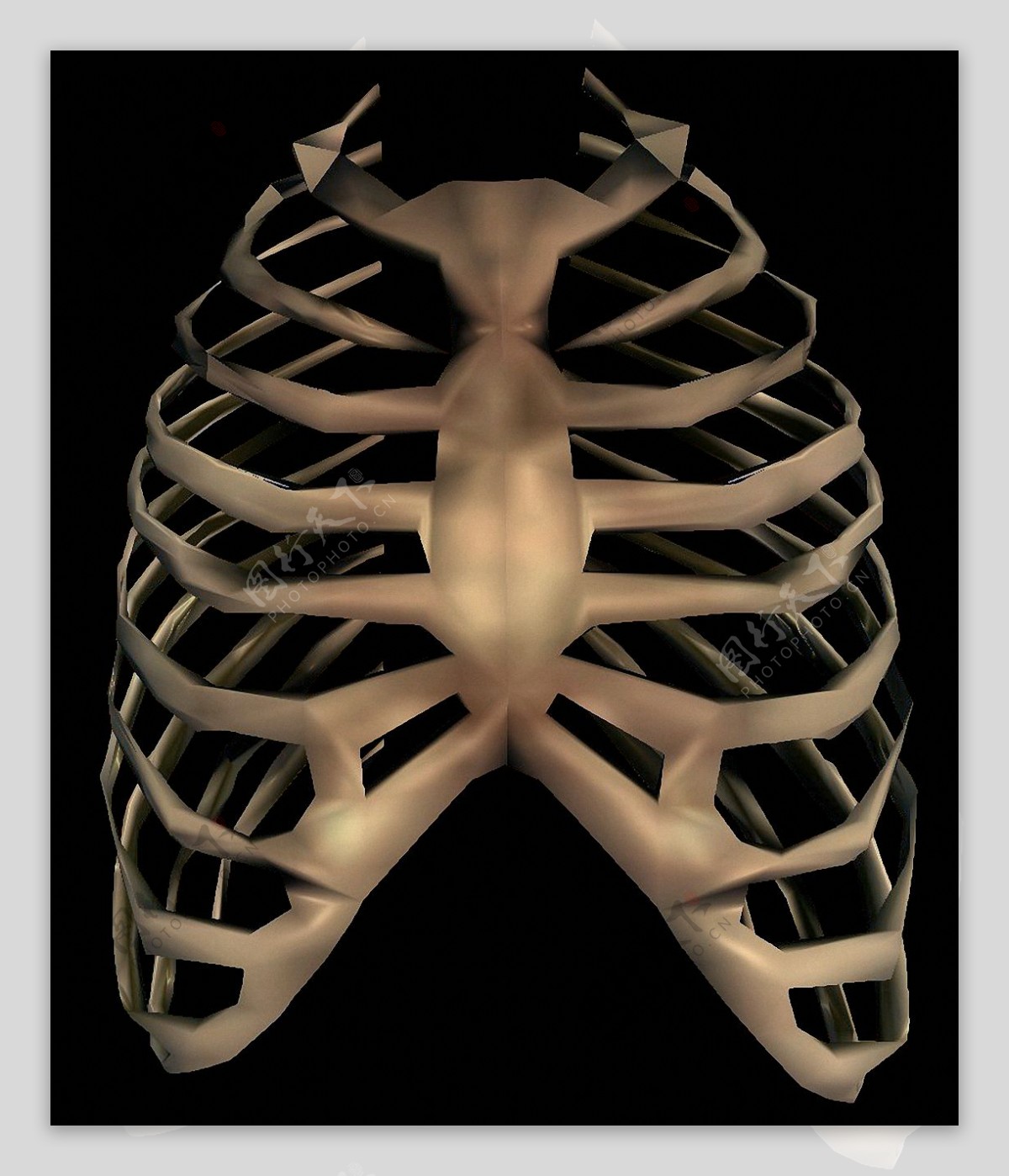 棕色三维胸腔图免抠png透明素材