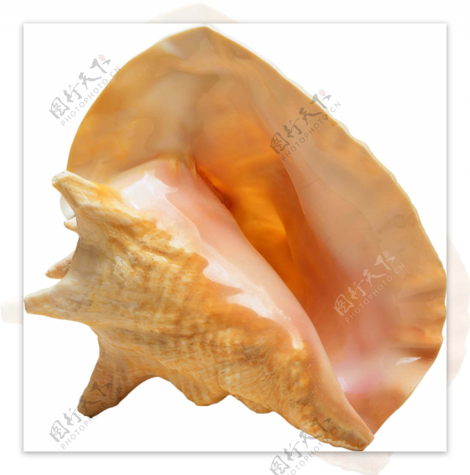 奇怪形状的海螺免抠png透明图层素材