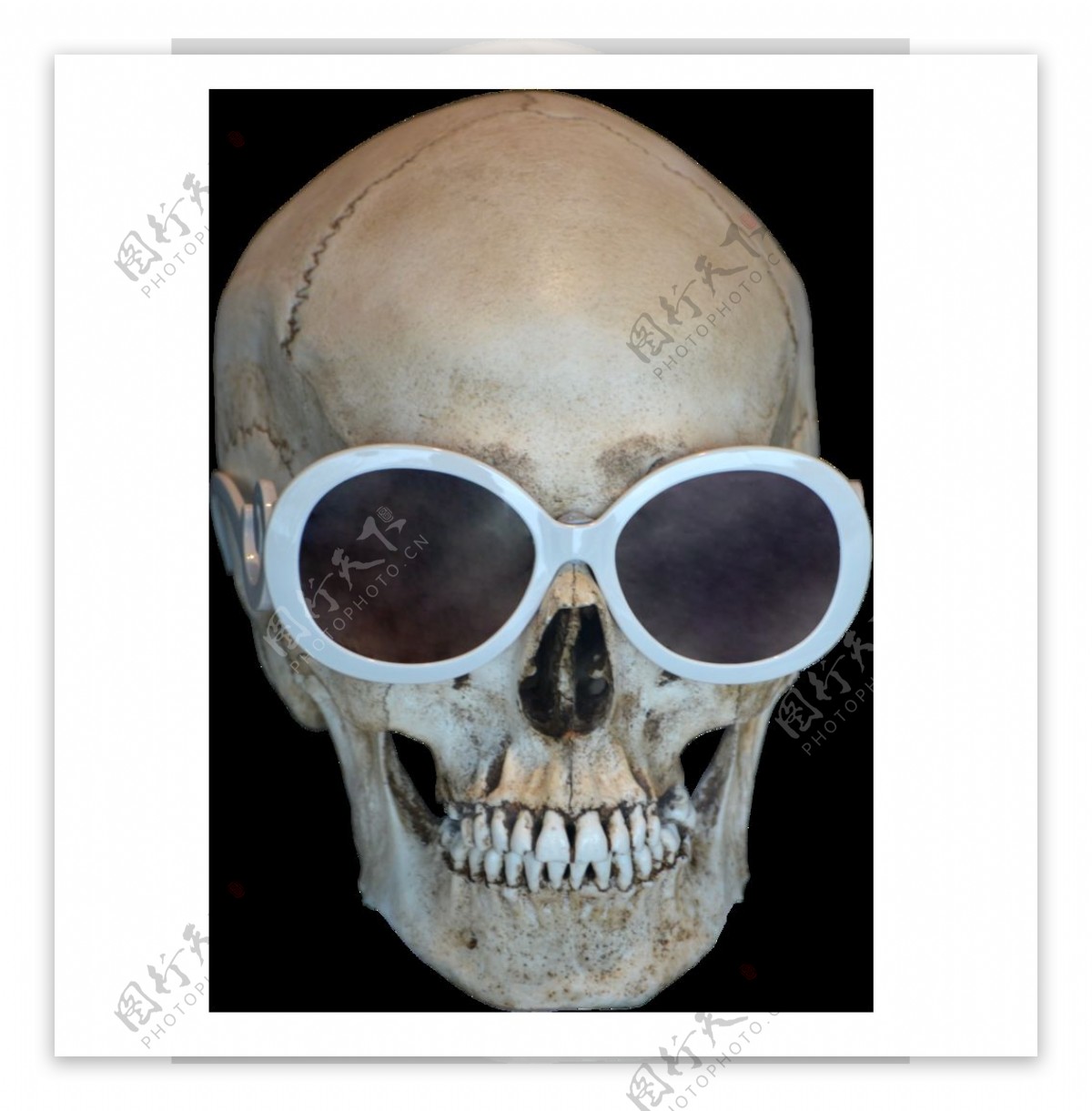 戴眼镜的人头骨免抠png透明图层素材