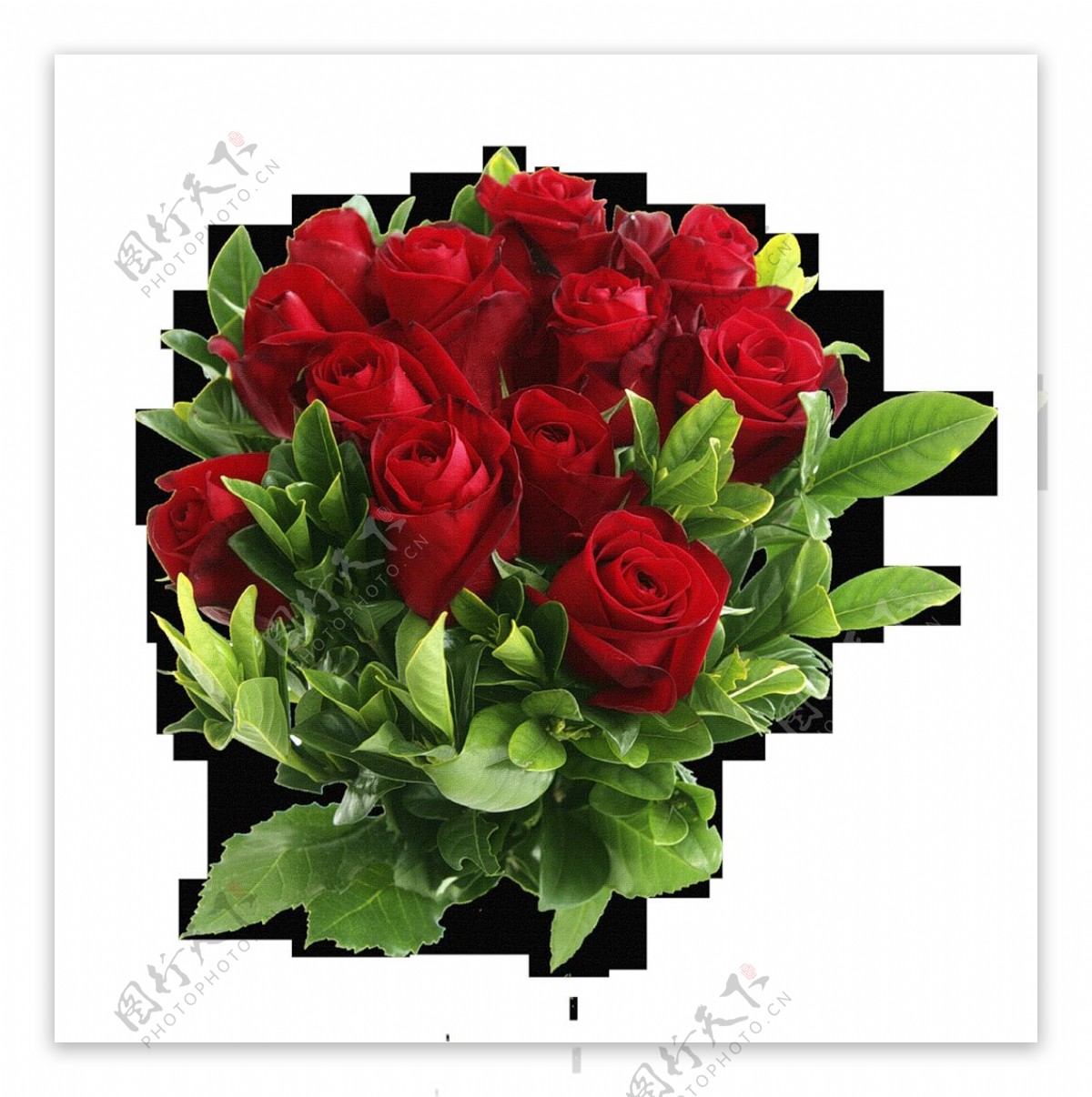 一束红玫瑰花朵免抠png透明图层素材