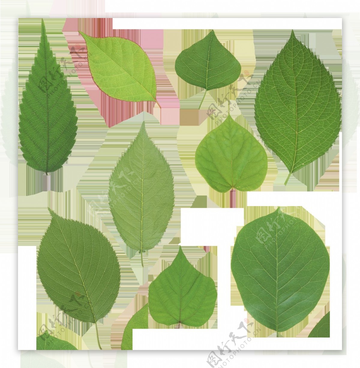 几片绿色树叶免抠png透明图层素材
