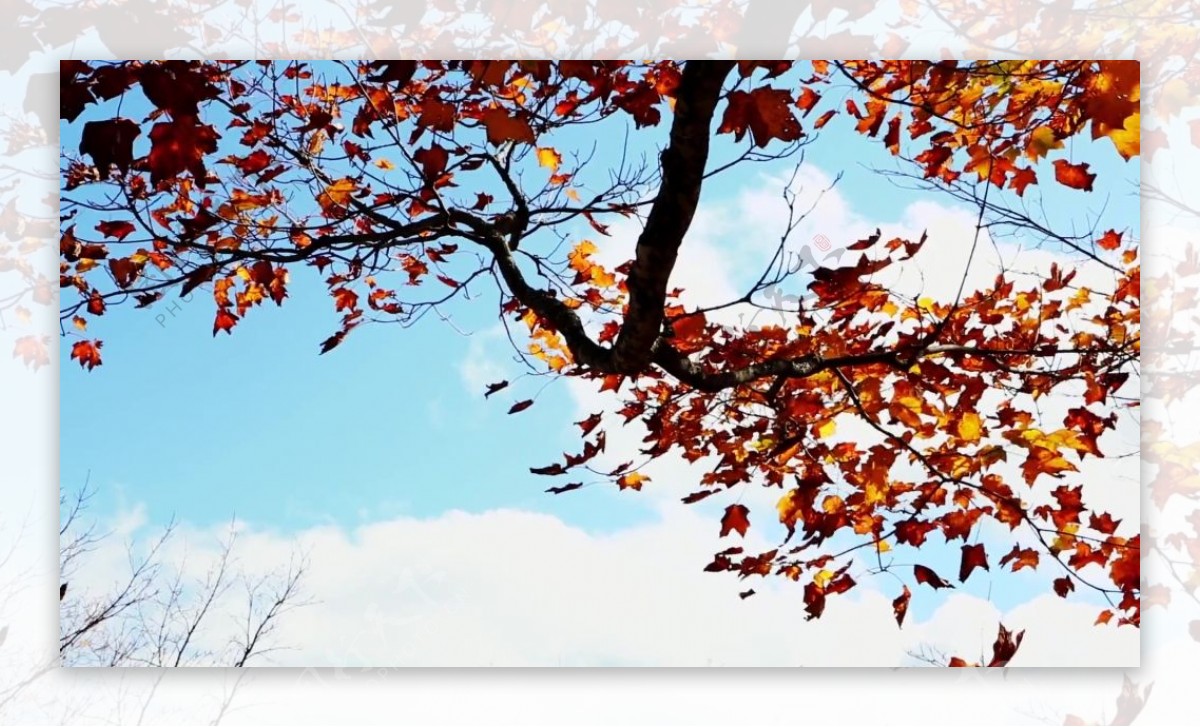 秋季枫叶视频素材设计