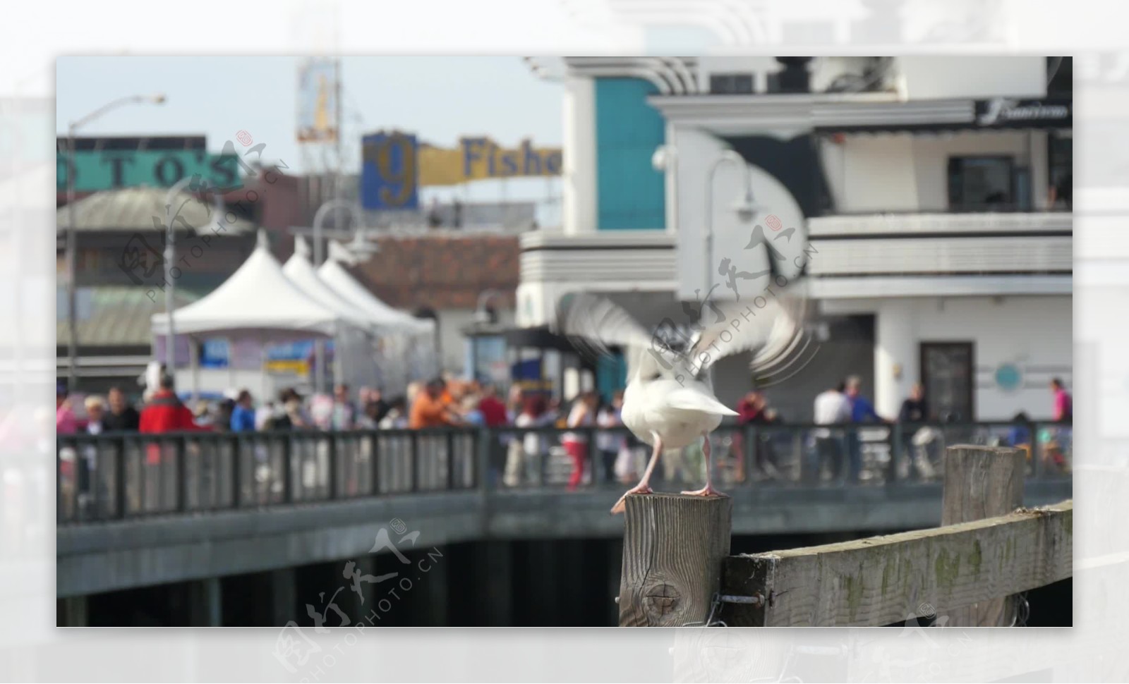 海鸥登陆三藩码头