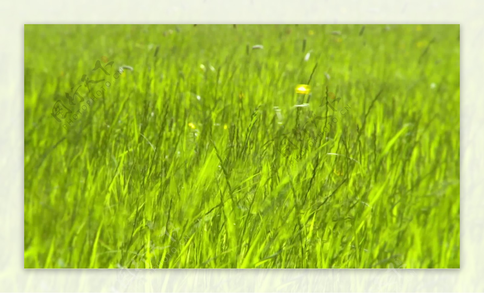 草地上的青草