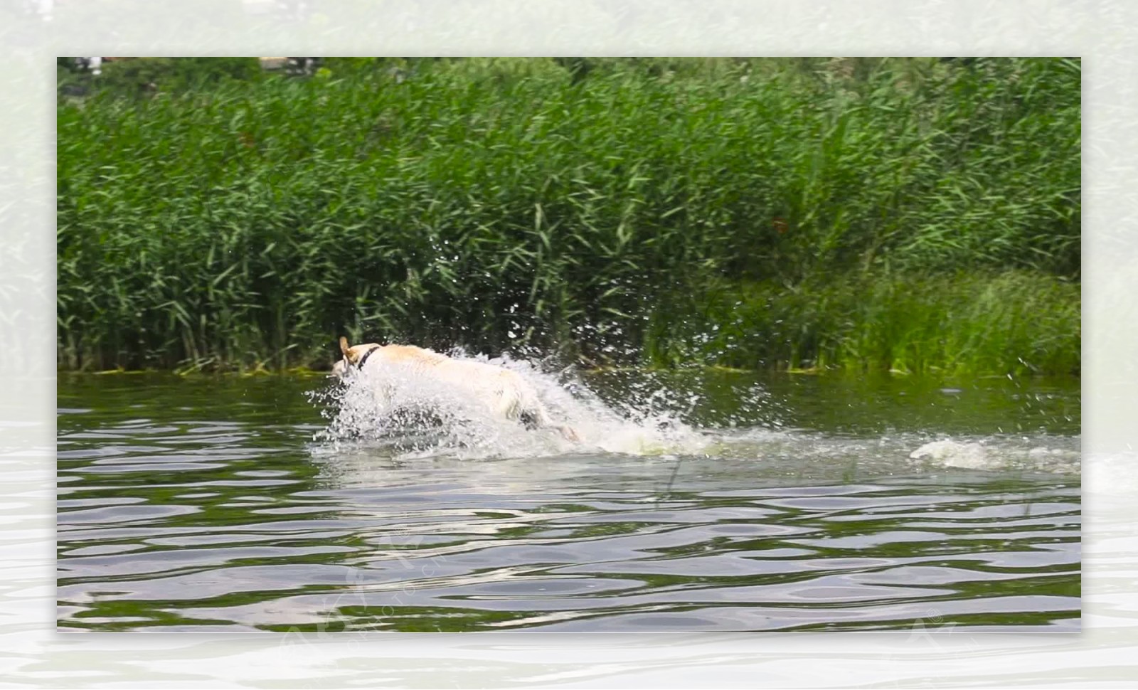 狗缓慢地跑进水中