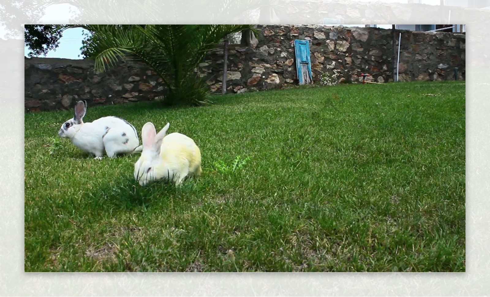 兔子兔子一起吃