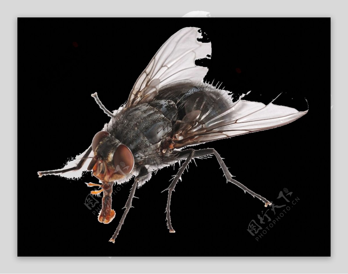 机械苍蝇 fly-3D打印模型下载-3D工场 3Dworks.cn