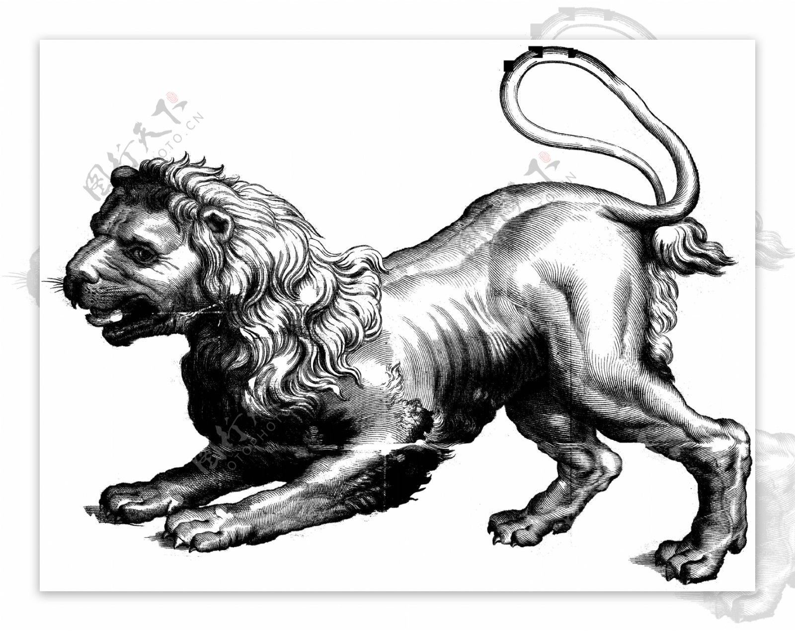 手绘狮子座狮子免抠png透明素材