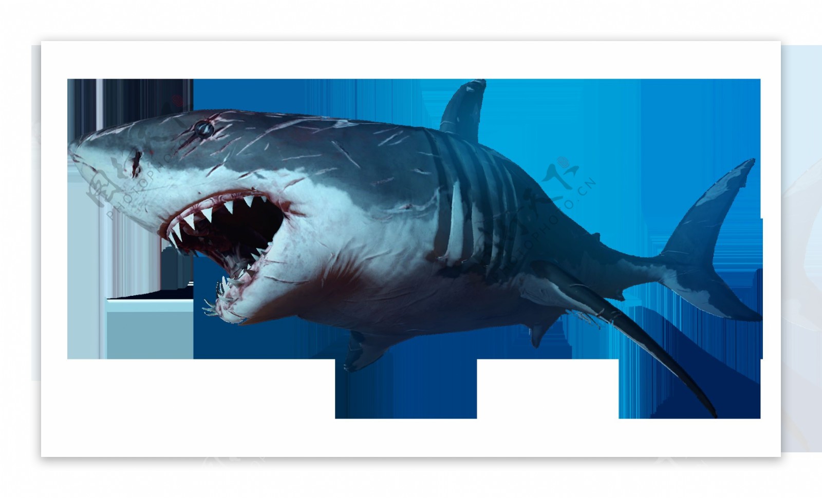 蓝色鲨鱼免抠png透明图层素材