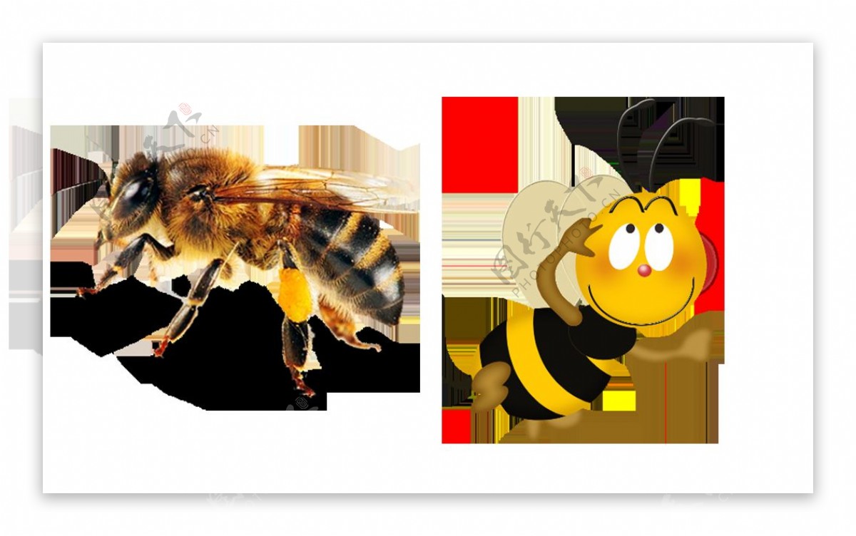 蜜蜂广告图片免抠png透明图层素材