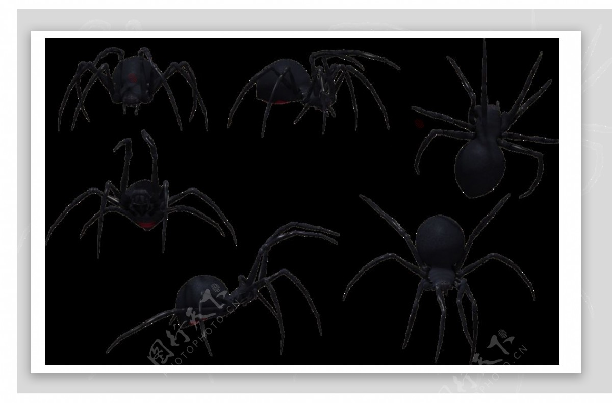多只蜘蛛图片免抠png透明图层素材