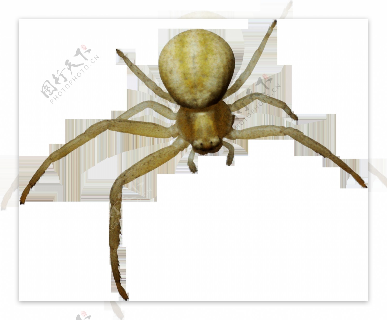 绿色大蜘蛛免抠png透明图层素材