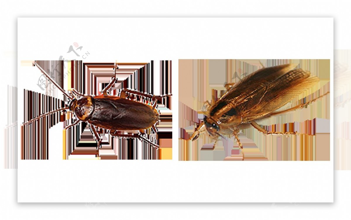 蟑螂两只免抠png透明图层素材