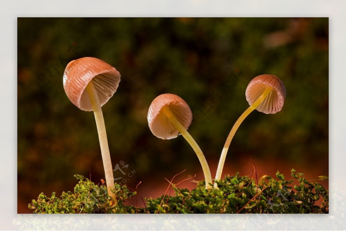 小蘑菇高清摄影