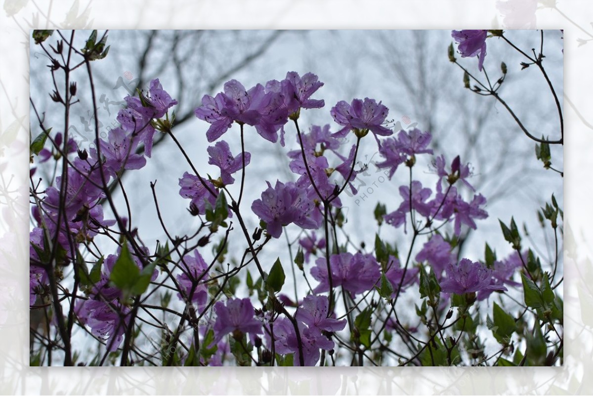 杜鹃花