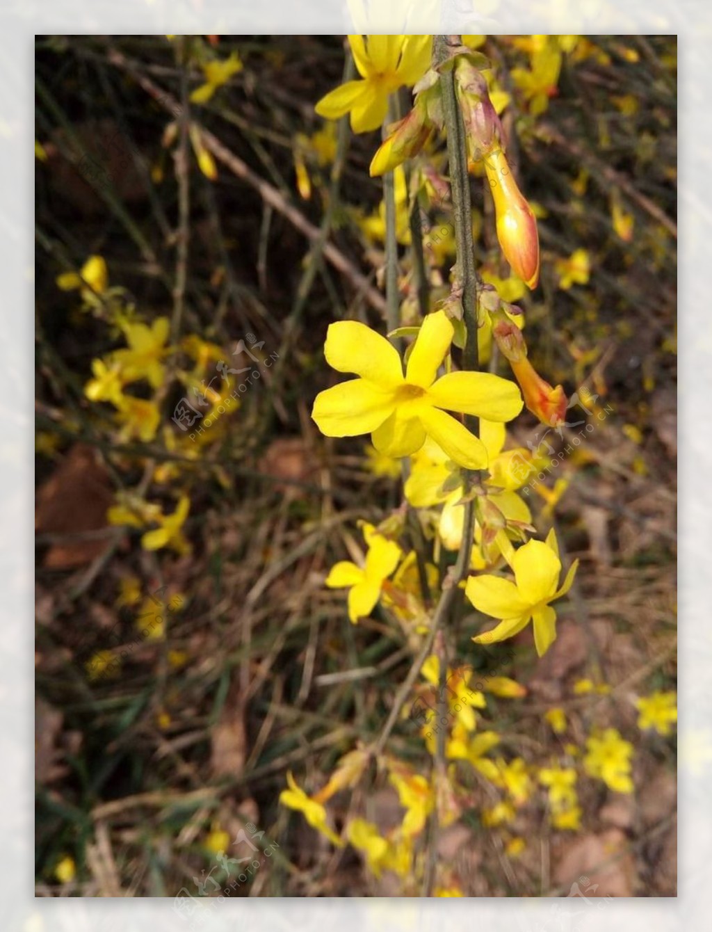 小黄花