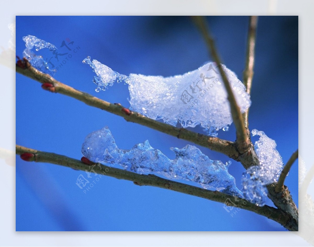 雪花树枝