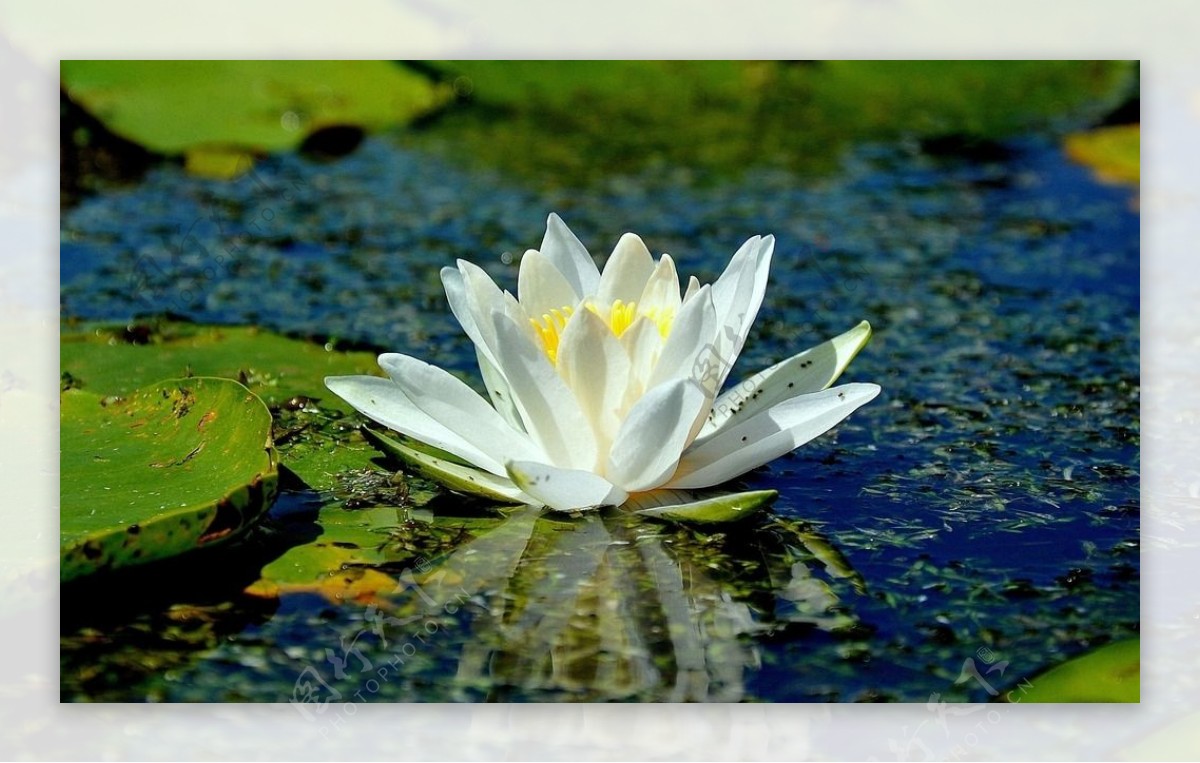 鲜花鲜花背景