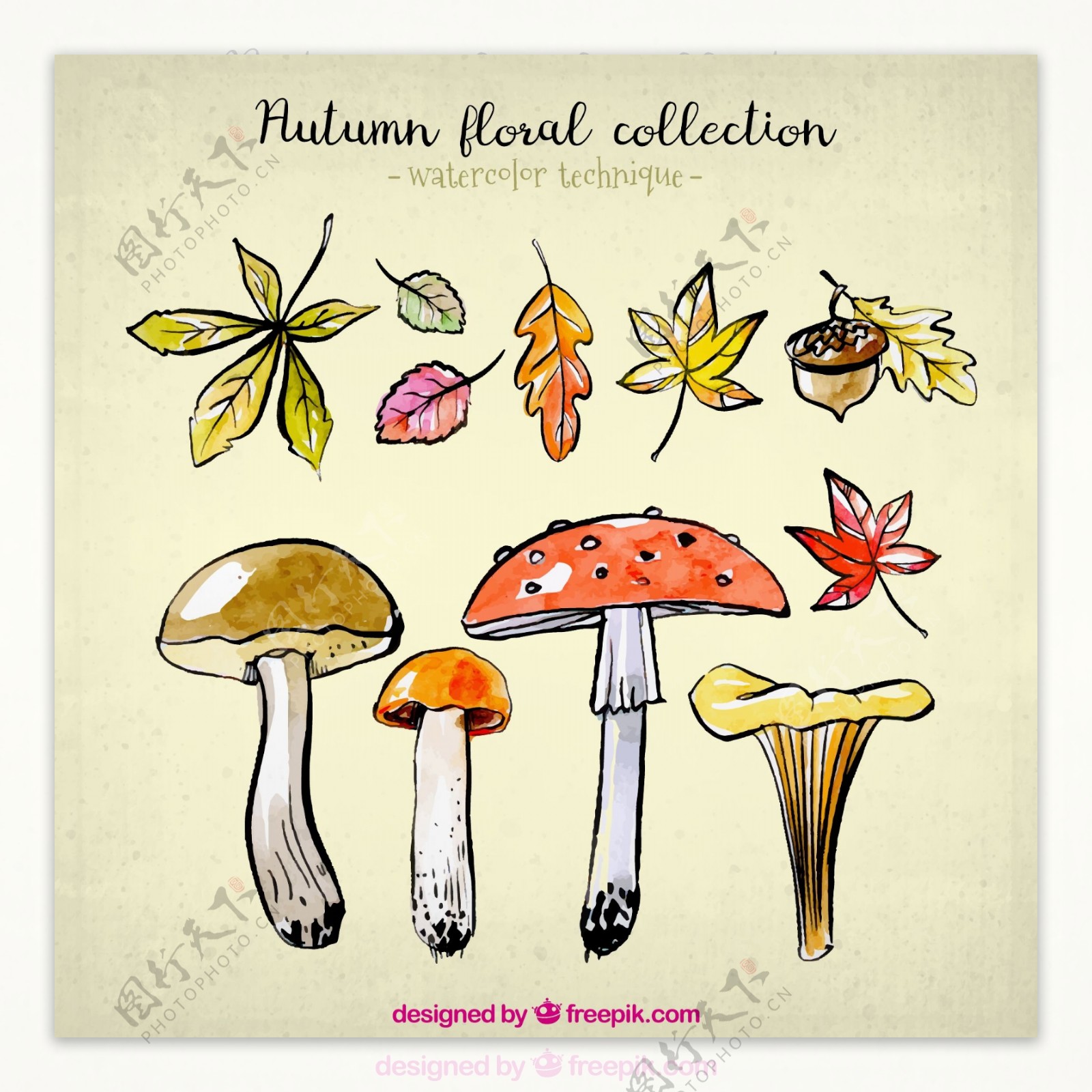 7款彩绘秋季树叶和4款蘑菇矢量