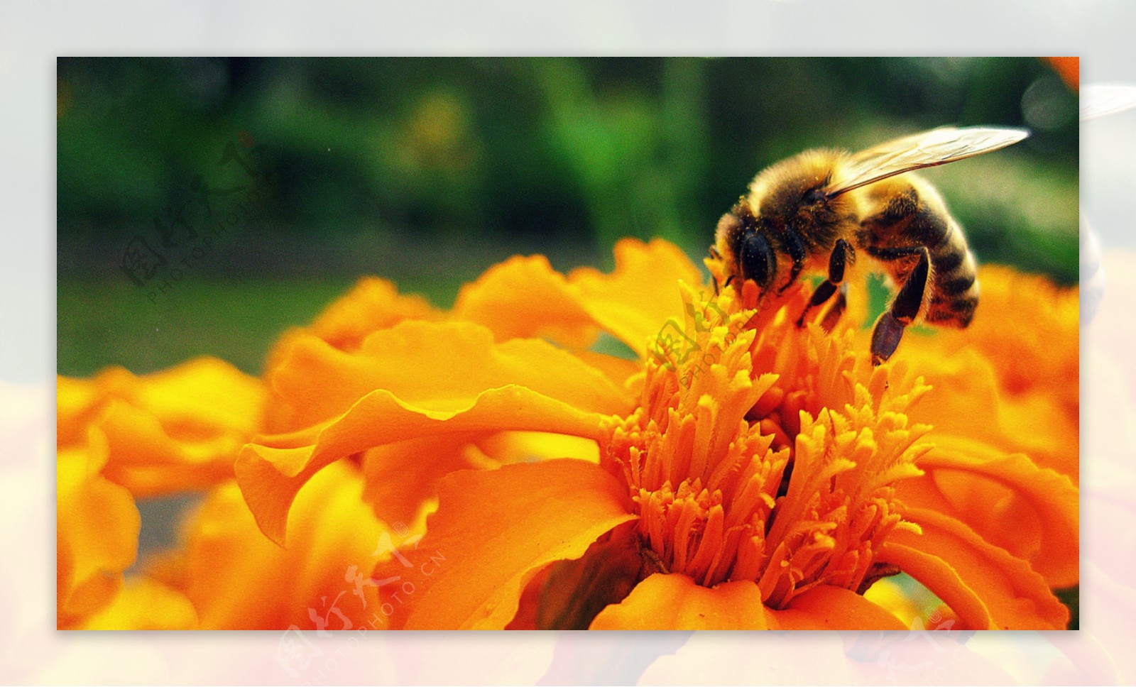 橙色花朵上的蜜蜂