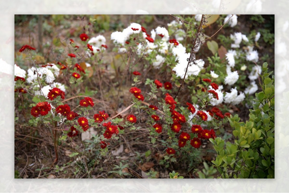 红花与白花