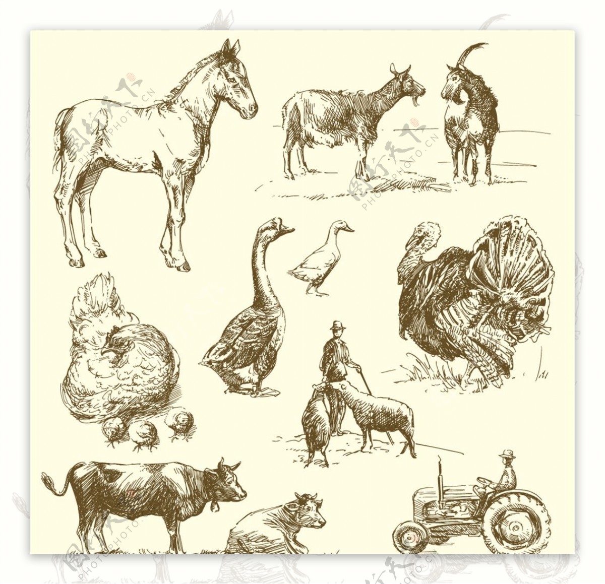 10款手绘农场动物矢量素材