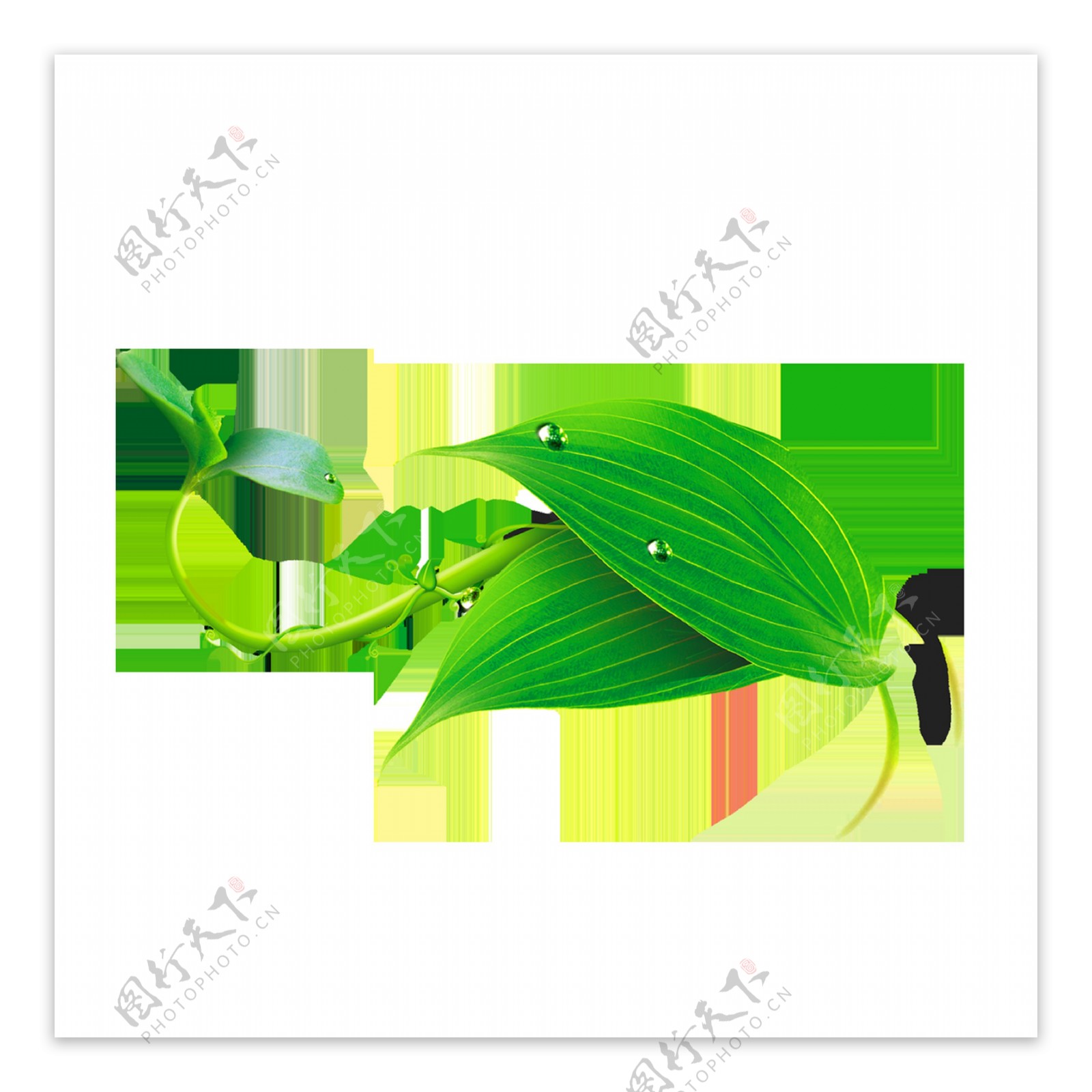 绿色藤曼森系树叶透明素材