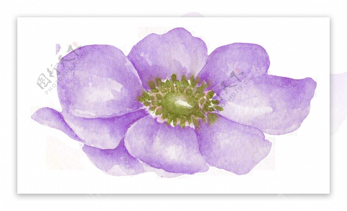 迷人紫色水彩花朵透明装饰素材