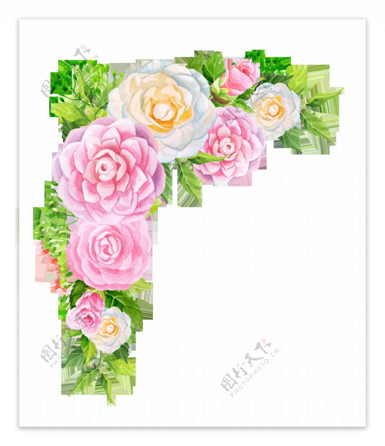手绘粉色牡丹花卉PNG透明素材